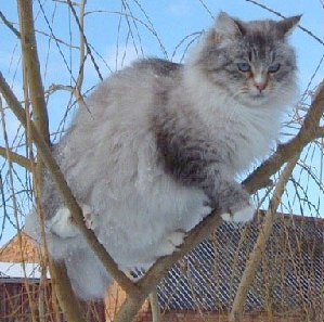 Neva Masquarade - seal-tabby-point/white - Worldchampion Kliopa Sunny Cat - Besitzer: Breitsprecher